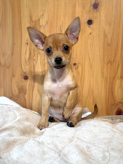 ワンニャンキッズ Mダックスフンド