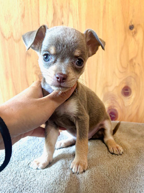 ワンニャンキッズ Mダックスフンド