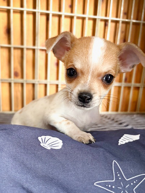 ワンニャンキッズ Mダックスフンド