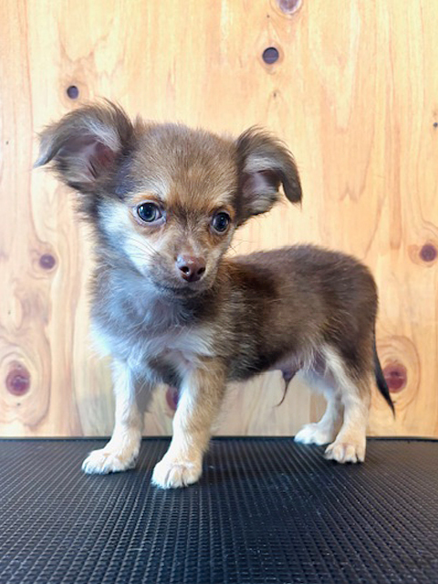 ワンニャンキッズ Mダックスフンド