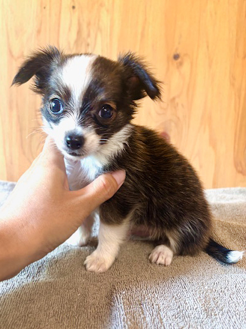 ワンニャンキッズ Mダックスフンド