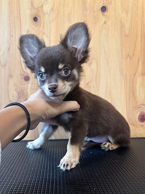 ワンニャンキッズ Mダックスフンド