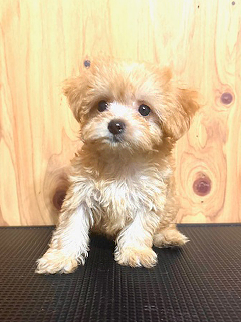 ワンニャンキッズ Mダックスフンド