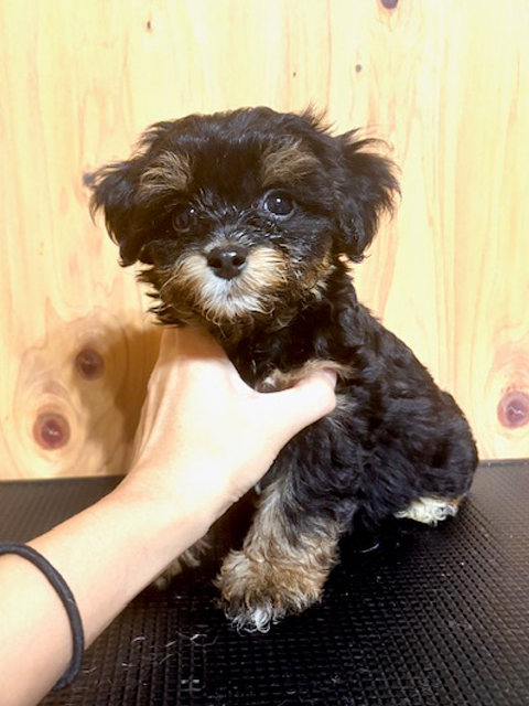 ワンニャンキッズ Mダックスフンド