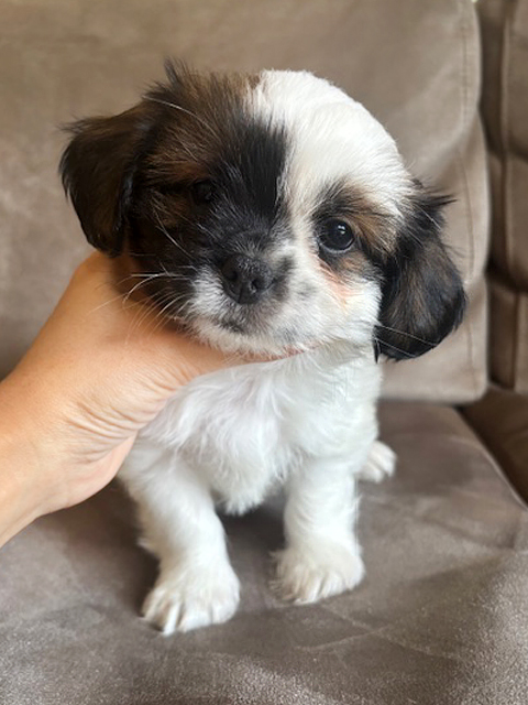 ワンニャンキッズ Mダックスフンド