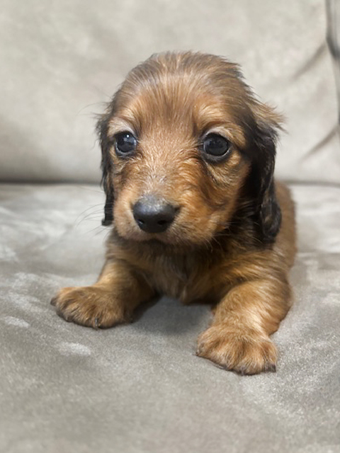 ワンニャンキッズ Mダックスフンド