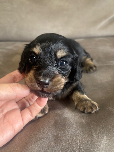 ワンニャンキッズ Mダックスフンド