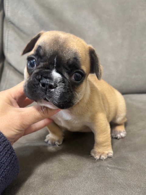 ワンニャンキッズ Mダックスフンド