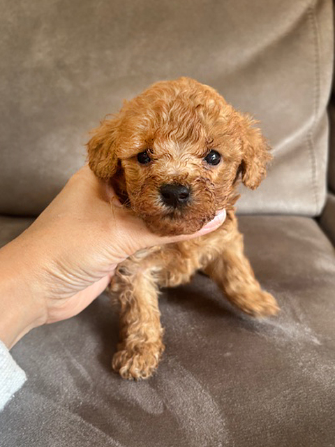 ワンニャンキッズ Mダックスフンド